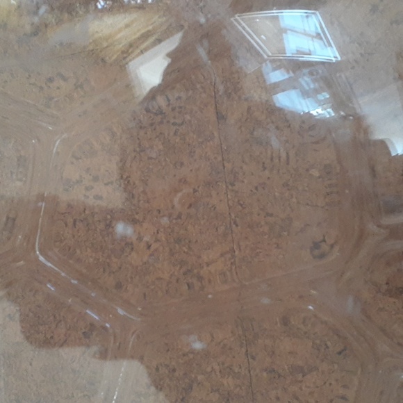 1970 Grainware Arther Court Lucite Turtle Serving Tray w/Dome. - Picture 5 of 7